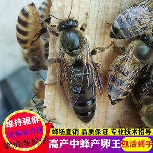 中蜂蜂王活体阿坝王优质产卵金色开产王包活红环王高产种王