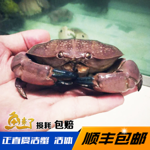 正直爱洁蟹 廖氏哲蟹 活体 食藻蟹 海水观赏蟹 原生异形海洋生物
