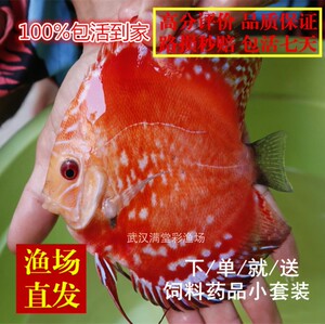 万宝路鸽子系七彩神仙观赏鱼苗活体淡水热带草缸造景运损包赔免邮