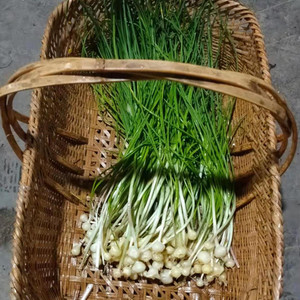 多宝生万物淘宝新鲜野生小蒜,野生小葱8块钱一斤新鲜现挖,现采外地