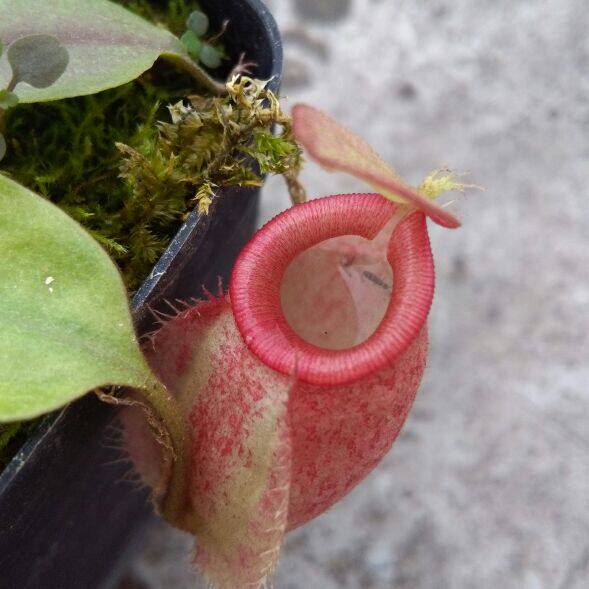 食虫植物北领地小肉饼茅膏菜