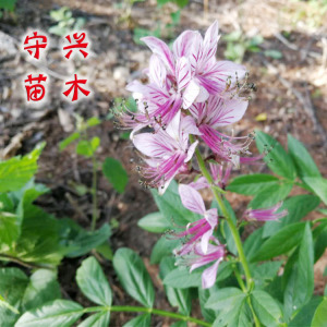 野生品种白鲜皮种苗八股牛根苗园艺盆栽花卉东北野生中药材苗