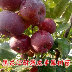 100棵东北黑龙江龙丰果树苗耐寒口感脆酸甜沙果树苗大秋果树苗