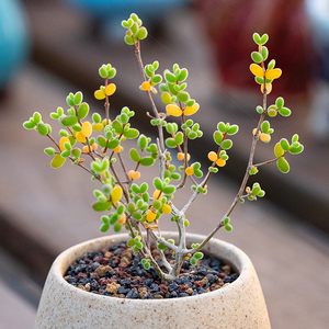 米粒枝干番杏老桩多肉植物drosanthemum albiflorum