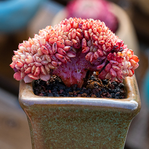 纸风车缀化多肉植物多头群生老桩阳台办工作一物一拍