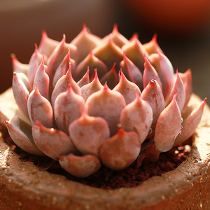 粉爪多肉植物拟石莲花属多肉办公室绿植盆栽粉色系列