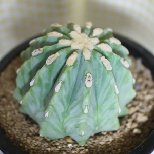 无刺王冠龙 实生仙人球 群花开花量大多肉ferocactus glaucescens