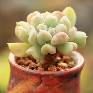 90薛航470300669淘宝多肉植物,特玉莲多肉老桩,整群,非常奈斯,包