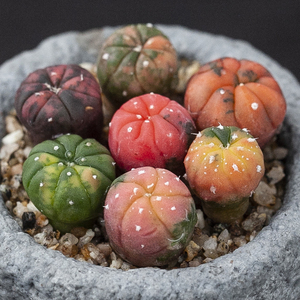 兜锦 星兜锦 仙人球 实生 奇迹兜astrophytum asterias variegate