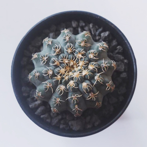 仙人球白刺瑞昌玉