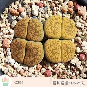 c395生石花