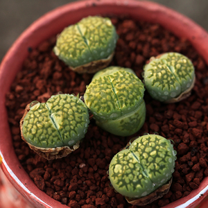 c56a绿福来玉  绿色屁股 pp 番杏大棚直供 生石花2人付款1