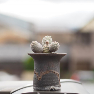 松笠团扇 一物一拍 tephrocactus articulatus 仙人球 团扇属