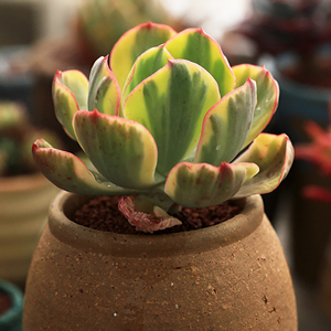 多肉夕阳牡丹锦