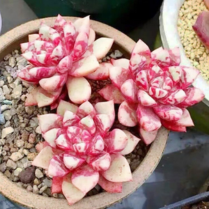 血莺 血樱 回声 多肉植物 多头群生