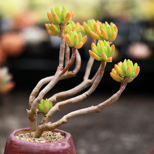 【日本八千代多肉】日本八千代多肉品牌,价格 - 阿里巴巴