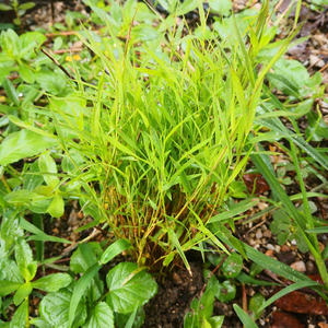 深山正品新鲜金丝草潮汕猫毛草笔仔草竹篙草中药干货猫须草车前草