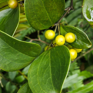 深山新鲜中药材金钢刺野生金刚藤菝葜铁菱角金刚根干品另售500克