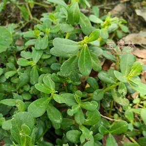 原生态新鲜白花马齿苋 假马齿苋中草药白花猪母菜 白花老鼠耳野菜