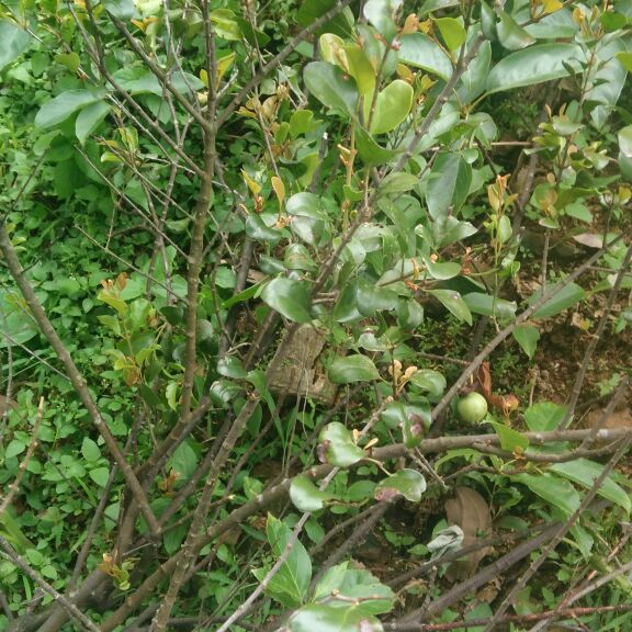 野生杉木 杉树 沙木鞘花寄生寄生茶