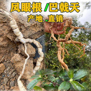 新鲜凤眼根/巴戟天/鸡肠风/七年以上煲汤泡酒中药材一斤价包邮