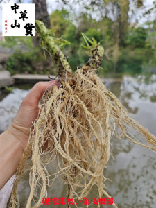 新鲜小蓬草 小飞蓬 广西加拿大蓬飞草小白酒菊整棵500g包邮纯根