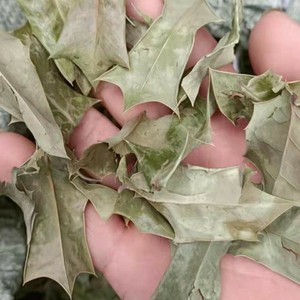 000人付款淘宝野生枸骨根 中药材枸骨树根八角刺根猫儿刺根 新鲜干片