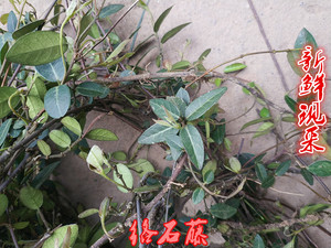 新鲜正品中药材络石藤络石云花石龙藤络石草1斤下单现采