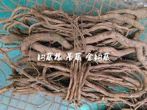 野生中药材 钩藤根 吊藤 金钩藤 吊子风 鹰爪风 倒挂刺 纯根干品