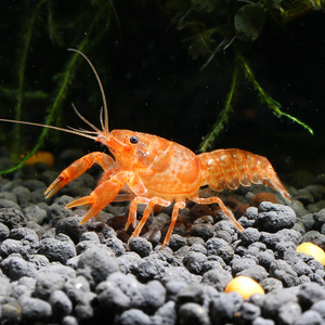 侏儒橘侏儒菊迷你鳌虾 观赏虾 草缸特萨努活体水族水晶虾宠物