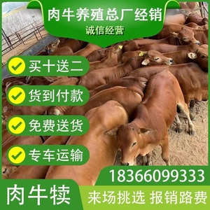 牛犊子活牛西门塔尔牛犊母牛活苗牛仔肉牛犊出售小牛活体养殖黄牛