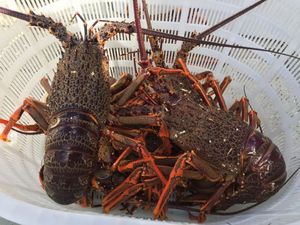 论只卖 刺身冰鲜鲜冻澳洲龙虾 超大龙虾澳龙进口生猛海鲜正宗澳龙