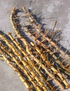 现挖实心毛竹根雕刻印章小工艺diy精品竹鞭 各种把件竹艺的原材料