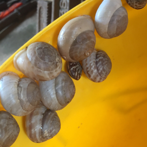 活体平齿小坚螺海南蜗牛活宠物 需预定