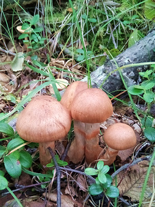 大兴安岭野生草蘑食用菌干货东北特产小鸡炖蘑菇散装新鲜特级250g