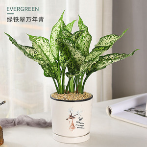 翡翠皇后盆栽斑马万年青办公室内观叶绿植净化空气防辐射四季包邮