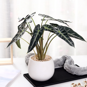 小仙女黑叶竹芋海芋黑叶观音莲植物盆栽办公室室内四季好养绿植