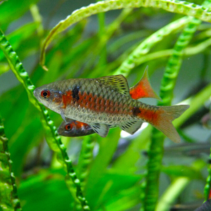 宝石鲫-淘宝拼多多热销宝石鲫货源拿货 - 阿里巴巴货源