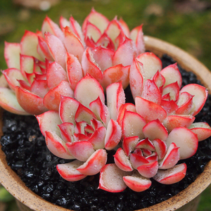 淘多肉 荷花群生老桩 超萌 状态好 多肉植物 多肉盆栽 一物一拍