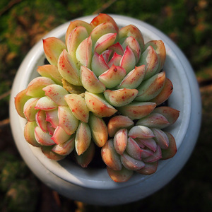 月影精灵多肉植物