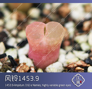 肉锥 2021新种 透窗 骚粉风铃1453.9 种子 多肉 依旧江南
