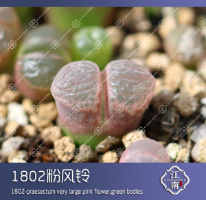 肉锥 1802粉风铃 种子 多肉 依旧江南