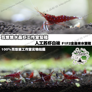 苏拉威西虾