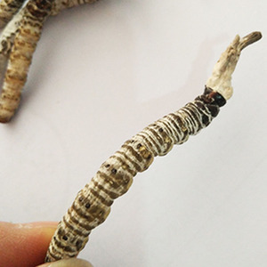 贵州天然正宗冬虫夏草霍克斯古尼虫草泡酒泡茶炖汤营养滋补品1根