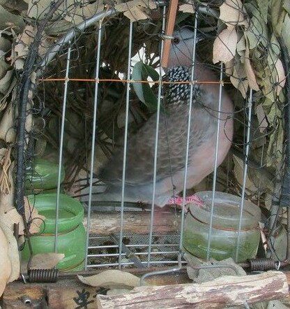 德飞尔|保健砂|保健沙|鸽用保健沙|信鸽|鹦鹉|斑鸠|等鸟类保健沙