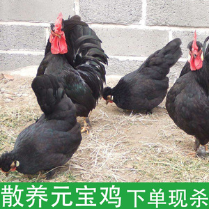 正宗农家散养元宝鸡 原生态绿色走地鸡 下单现杀元宝鸡绣球鸡