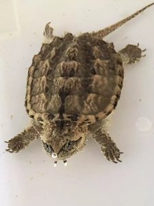 16年-17年中美苗中美拟鳄龟苗中美龟鳄