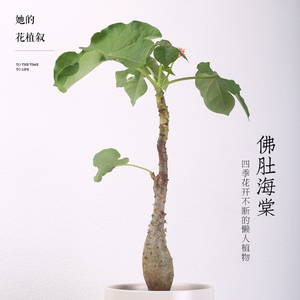 她的植物佛肚海棠盆栽植物大肚海棠庭院阳台绿植美观净化空气盆景