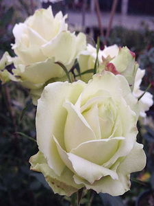 绿云大花月季庭院地栽切花玫瑰阳台盆栽勤花抗病耐寒耐热分枝性好