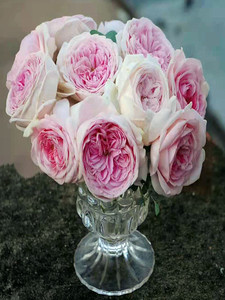 伊芙芳香喷泉月季抗病勤花耐寒阳台盆栽玫瑰庭院地栽植物香气馥郁